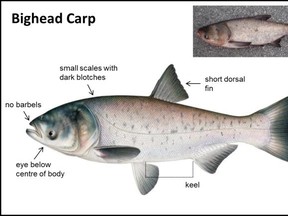 Asian carp