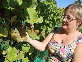 Anne Alton is shown in this 2013 file photo with grapes on the vine at Alton Farms Estate Winery in Aberarder. The winery is the site of the Lambton Farm Feast, set for Aug. 20.  (File photo/ THE OBSERVER)