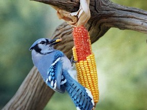 Blue jays are a big source for scattering seeds