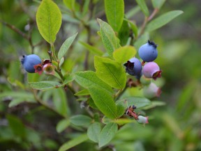 Jim Moodie/Sudbury Star
A few ripe blueberries could be found on Blueberry Hill in Minnow Lake in late June, but for the most part the fruit was behind schedule and not expected to flourish due to a lack of rain.