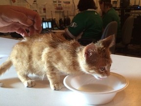 Mounties in Saskatchewan say they're investigating an animal cruelty complaint against a kitten, seen here in a Sunday, July 17, 2016, handout photo, at a country music festival near Craven, Saskatchewan. THE CANADIAN PRESS/HO-Craven Country Jamboree via Facebook