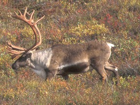 Whitecourt and the Woodlands county region may likely be involved in the first Caribou range plan in Alberta, which could have far reaching effects on local jobs and the economy. The draft plan for the Little Smoky and A La Peche Caribou Range Plan was released in June, and a finalized plan will likely be released in October after consultations with key stake holders take place. Maryann Chichak, Whitecourt mayor, and Jim Rennie, Woodlands County mayor, will be meeting with Alberta Environment and Parks as well as industry representatives at the end of this week to discuss how the plan can work for all parties involved. Wayne Lynch \ Alberta Environment and Parks