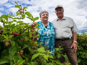 Maureen and Ron Ovens are closing their Osgoode berry business after 38 years. Errol McGihon/Postmedia
