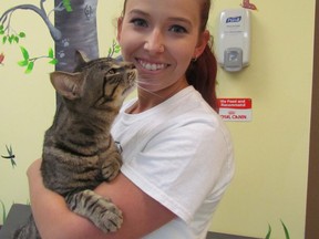 Allissa Scapelli, with the Sarnia and District Humane Society, holds Dillon, a one-year-old male cat on Wednesday July 20, 2016 at the shelter in Sarnia, Ont. The society is holding a special summer cat adoption event at the shelter Saturday.
Paul Morden/Sarnia Observer/Postmedia Network