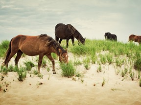 The Fins and Fiddles cruise offered by One Ocean Expeditions sails from Louisbourg, N.S., and includes visits to Sable Island (pictured), the Gaspe Peninsula, Iles-de-la-Madeleine and Charlottetown. (Getty Images)