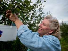 Carol Jones picks Saskatoon berries on her u-pick farm, Grove Berry Patch, in Parkland County on Friday, July 15, 2016. Several u-pick farms in the area have closed for the summer because of crop failures, leading to an increase in visitors to Grove Berry Patch. - Photo by Yasmin Mayne