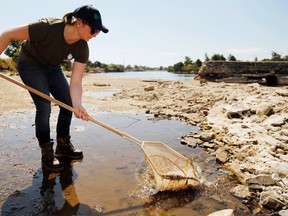 Quinte Conservation's Lauren Telford scoops up minnows from a pool on the Moira River's bottom in Belleville. Responding to public concerns, staff moved fish from such pools to deeper sections of river.