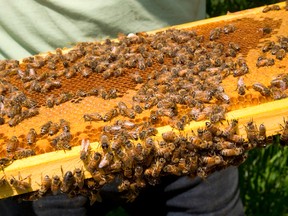 Ontario beekeepers are reporting a sharp decline in bee deaths over the winter. 
Mike Hensen/The London Free Press/Postmedia Network