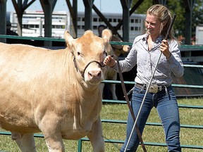 Amanda Craven, from Eberts, Ont., displays her beef cow at the Dresden Exhibition 4-H achievement cattle show on Saturday, July 23, 2016 in Dresden, Ont. (DAVID GOUGH/Postmedia Network)