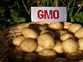 genetically engineered potato