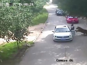 Tigers at a wildlife park in Beijing killed one woman and injured another after the pair left their vehicle following an argument, Chinese media reported on July 24. (Screengrab via Getty Image)