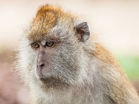 A file photo of a macaque. (KeongDaGreat/Getty Images)