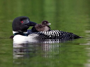 A loon chick riding on its mother's back.