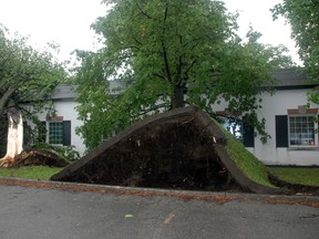 A couple of trees were literally pulled out of the ground at the offices of Gunn & Associates on Centre Street during Monday morning's storm that buffeted St. Thomas.
