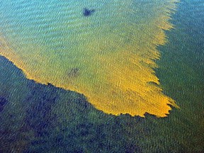 Blue green algae