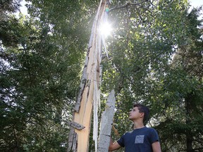 Jonah Bennett surveys a tree Monday that was struck by lightning in his south-end yard during Sunday night's thunderstorm. (Gino Donato/Sudbury Star)