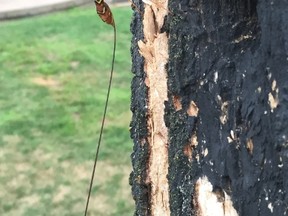 Megarhyssa macrurus