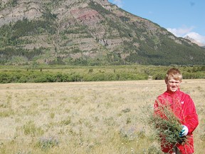 Park employees joined over 30 volunteers on Saturday to pull up pounds of dangerous knapweed. The invasive species can produce over 140,000 seeds a year and releases dangerous chemicals into the soil. | Andrew Glen McCutcheon photos/Pincher Creek Echo