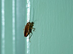 A live cockroach clings to a hallway door frame in this August 19, 2015 file photo. (Postmedia Network files)