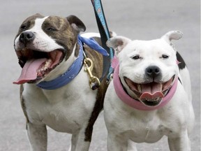 The pictured dogs are British Staffordshire bull terriers, which are included in the Ontario pit bull ban. File Photo / Postmedia