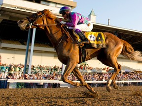 Jockey Luis Contreras guides Amis Gizmo to victory in the Prince of Wales Stakes last night at Fort Erie. (MICHAEL BURNS/PHOTO)