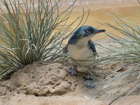 In this July 25, 2016 photo provided by the Wildlife Conservation Society, a "little penguin" chick is shown in its habitat at the Bronx Zoo in New York.  (Julie Larsen Maher/Wildlife Conservation Society via AP)