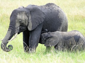 A baby elephant suckles with its mother near a mud hole on the Maasai Mara National Reserve in Kenya. (JOE BELANGER, The London Free Press)