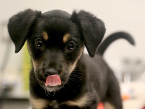 A man is facing charges after he allegedly strangled his seven-week-old puppy.  Sadie, a Rottweiler/Retriever mix was rescued by the Ottawa Humane Society and was in very bad shape April 14, 2016, but is making a fast recovery. (Julie Oliver, Postmedia News)