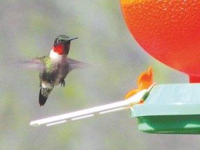 A persistent bird myth is that leaving hummingbird feeders out through the month of September will ?tempt them to stay longer than they should.? This is not a risk. These birds time their migration based on the photoperiod or the amount of light each day. (PAUL NICHOLSON/SPECIAL TO POSTMEDIA NEWS)