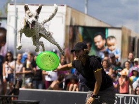 Sky takes to the air as trainer Deirani Collazo tosses a Frisbee during the canine stars show at K-Days on Tuesday, July 26, 2016 in Edmonton.