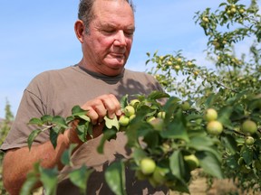 Tim Miller/The Intelligencer
Grant Howes, owner of the County Cider Company in Waupoos, looks over his apple crop on Thursday in Prince Edward County. Howes is cautiously optimistic in regards to the new service from the Liquor Control Board of Ontario (LCBO) where customers can buy alcohol online.