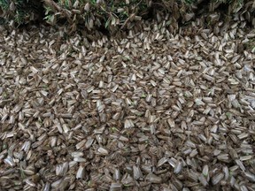 A sudden infestation of spruce budworm moths swarmed northern New Brunswick last weekend, leaving people in Campbellton and Dalhousie with stories to tell, and a mess to clean up. A pile of budworm moths are seen on the ground under a tree in Campbellton, N.B., in a July 25th, 2016, handout photo. (THE CANADIAN PRESS/HO-Emily Owens, Natural Resources Canada)