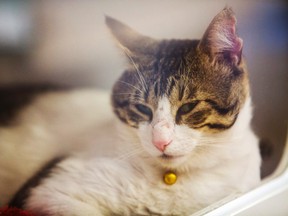 A cat at a humane society. (Bob Tymczyszyn, Postmedia news)