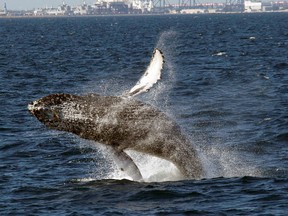 In this July 11, 2015 file photo, a humpback whale breaches off the Long Beach Coast during a whale watching trip on The Harbor Breeze Cruises Triumphant in Long Beach, Calif. (AP Photo/Nick Ut, File)