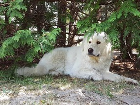 Bob, the dog that eluded rescue for nearly six months in Norwich, Ont. The two-year-old Great Pyrenees was the talk of the town for a while, as community members posted sightings and tried to help rescuers find Bob. (Submitted)