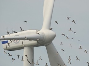 wind turbine and bats