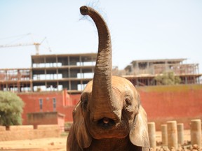 An elephant at the Rabat zoo is seen in a Aug.10, 2008 file photo.  (ABDELHAK SENNA/AFP/Getty Images)