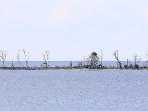 The impact of double breasted cormorants can be seen on one of the Brother Islands near Amherstview, Ont. on Friday, July 29, 2016.Elliot Ferguson/The Whig-Standard/Postmedia Network