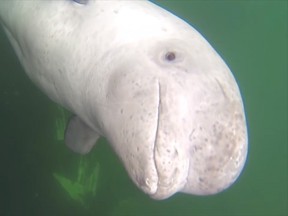 A baby female beluga is seen in a still frame made from a YouTube video on March 13, 2016, at Admiral's Beach, Newfoundland. The young beluga whale appears to have taken a liking to a small Newfoundland village, where some residents have made of habit of patting its head and rubbing its belly. THE CANADIAN PRESS/HO-Ian Jones, YouTube