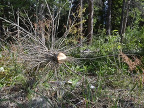 Tree cutting