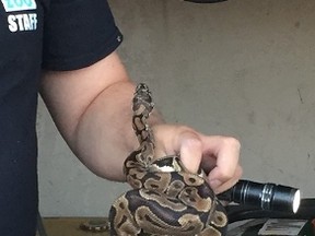 A ball python found in a garage in Peterborough (Photo courtesy of Indian River Reptile Zoo)
