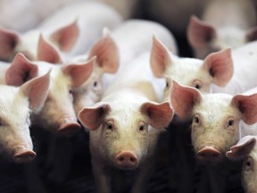 A study at the Atlantic Veterinary College in P.E.I. showed oxidized beta carotene has antibiotic-like effects when used on pig feed (Francois Monier, AFP/Getty Images)