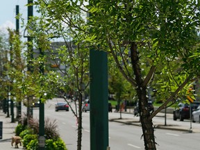 Trees planted in small tree pits on 124 Street near 106 Avenue in Edmonton on Saturday July 30, 2016.