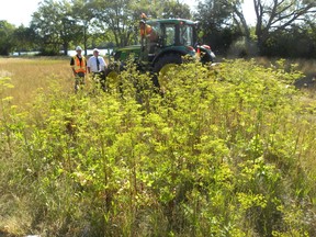 Ernst Kuglin/The Intelligencer
Quinte West is launching an all-out war on the spread of wild parsnip, a noxious invading plant species that has taken root at more than 400 locations across the city. Public works is mowing the plant and that will be followed by an extensive spraying program. Monday morning Mayor Jim Harrison and public works director Chris Angelo were on the front lines along with city public works employee Paul Esford.