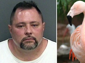 Police say Joseph Anthony Corrao, 45 of Orlando, Fla., (left) was visiting Bush Gardens with his family on Tuesday when he reached into a pen, picked up a flamingo (right) and threw her down.  (Tampa Police Department via AP/Bush Gardens Tampa Bay via AP)