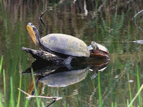 Blanding's turtle on a log. (Crowley PHOTO)