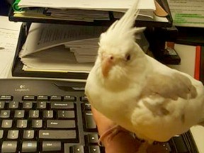 OC Transpo found a white cockatiel bird handing about it St. Laurent property.