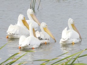 Sightings of American white pelicans in Southwestern Ontario have been newsworthy in the past. As climate change continues in the coming decades, sightings of this species are expected to become commonplace here. (Paul Nicholson/Special to Postmedia News)