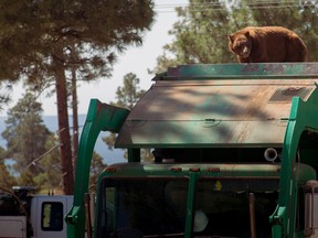 In this July 18, 2016 photo provided by Evan Welsch, a bear hitches a ride on top of a garbage truck in Los Alamos National Labs in Los Alamos, N. M. Helicopter mechanic Welsch, who snapped photos of the bear, said about 30 Forest Service and National Park workers had gathered around to see the spectacle when it was suggested that the driver back up near a tree to give the animal an escape route. The bear clamored for the tree and stayed up there about an hour or two before scurrying down and running off. (Evan Welsch via AP)