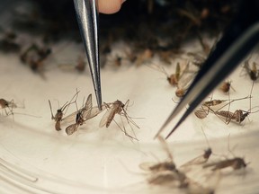 The Zika virus is spread by mosquitos. (AP Photo/LM Otero, file)